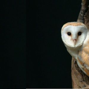 Meet your Posher, Omar